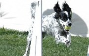 Jetta Jumps for flyball